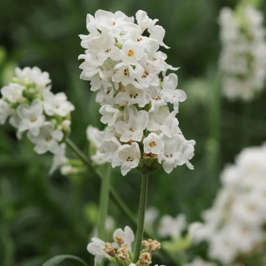 White Lavender Seeds - Flower Plant