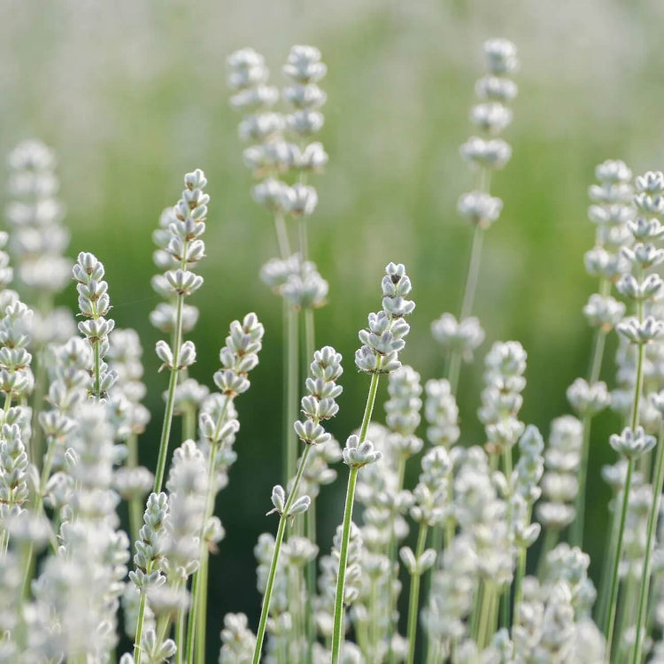 White Lavender Seeds - Flower Plant