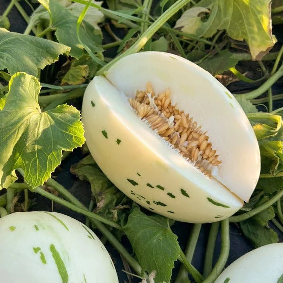 White Leopard Melon Seeds