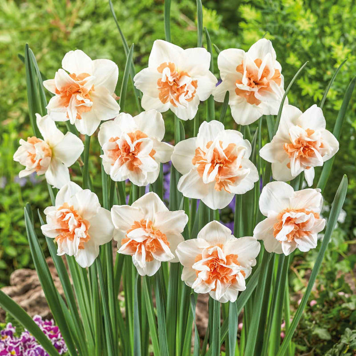 White Light Orange Double Daffodil Seeds 