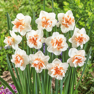 White Light Orange Double Daffodil Seeds 