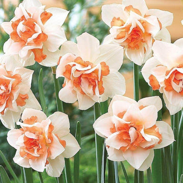 White Light Orange Double Daffodil Seeds 