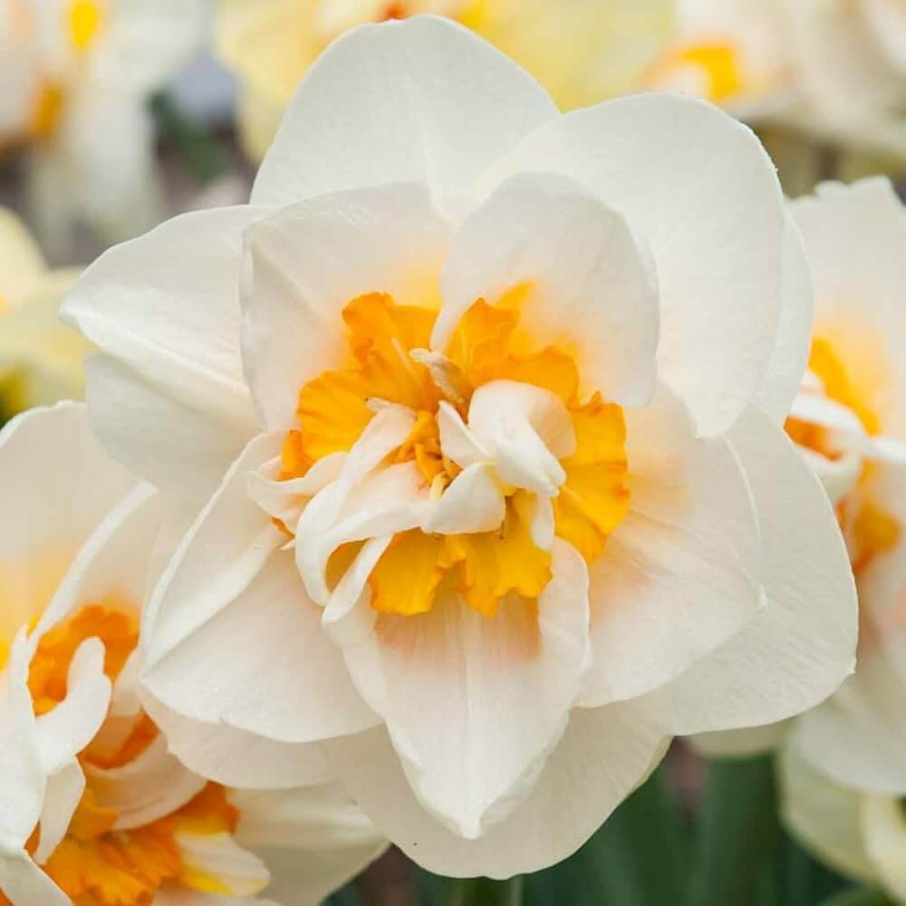 White Light Orange Double Daffodil Seeds 