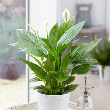 White Lily Houseplant Seeds