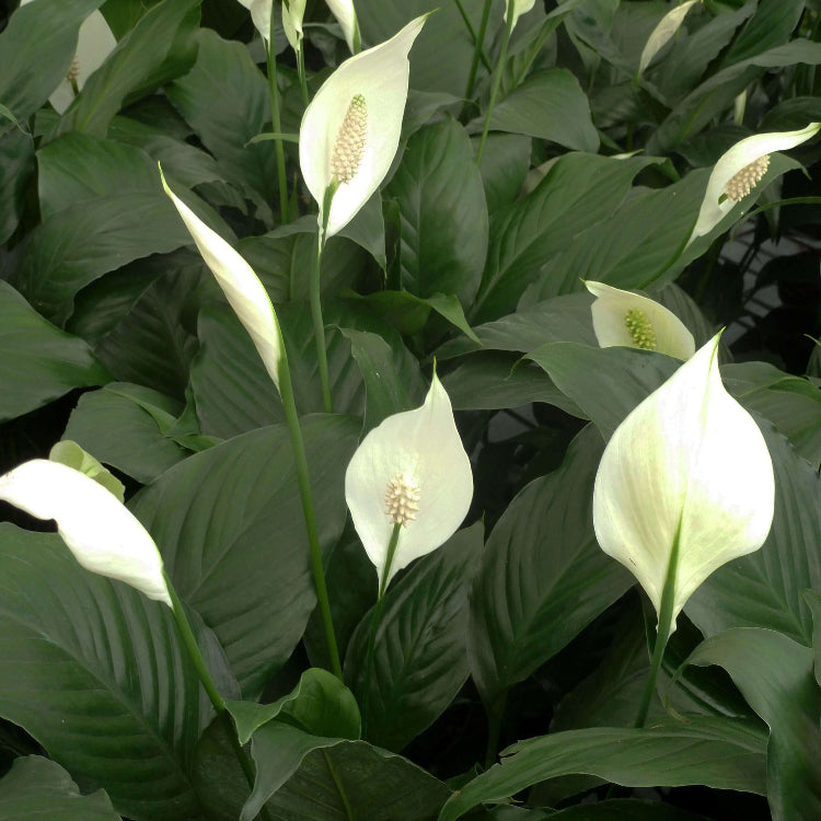 White Lily Houseplant Seeds