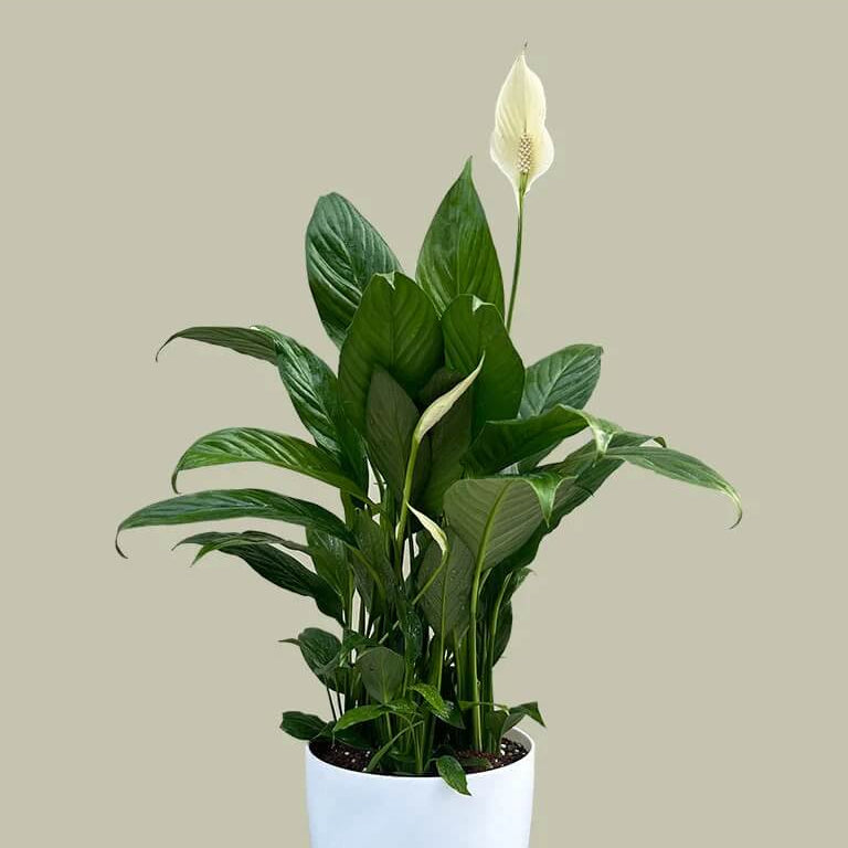 White Lily Houseplant Seeds