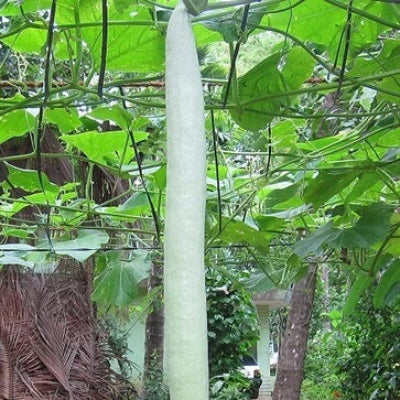 White Long Snake Gourd Seeds