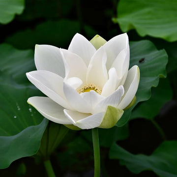 White Lotus Seeds - Sacred White Lotus, Majestic Aquatic