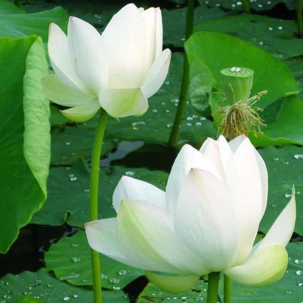 White Lotus Seeds - Sacred White Lotus, Majestic Aquatic