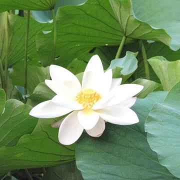 White Lotus Seeds - Sacred White Lotus, Majestic Aquatic