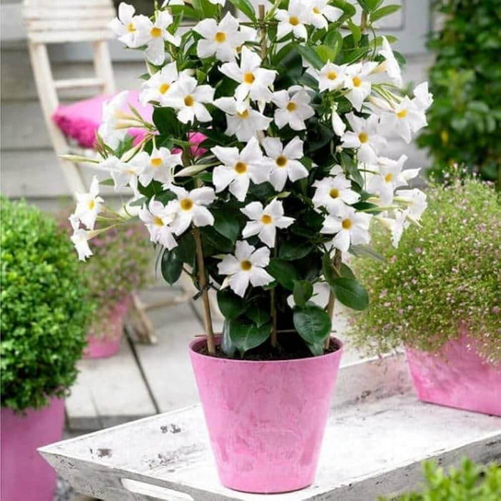 White Mandevilla Seeds