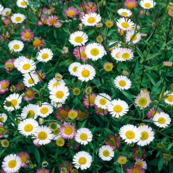 White Mexican Fleabane Seeds