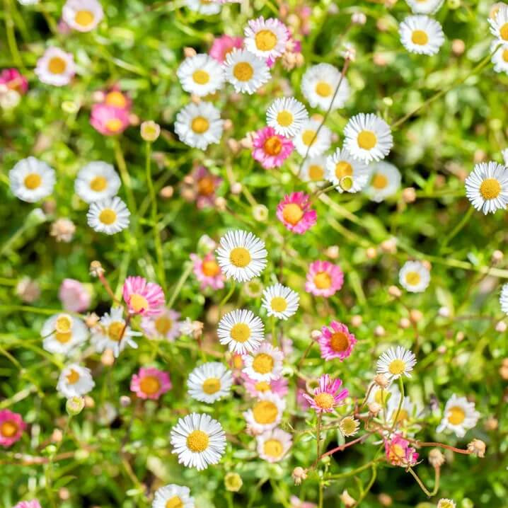 White Mexican Fleabane Seeds