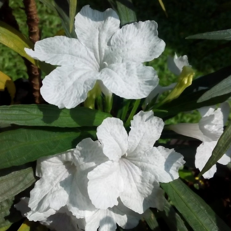White Mexican Petunia Seeds – Drought Tolerant