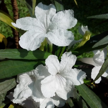 White Mexican Petunia Seeds – Drought Tolerant