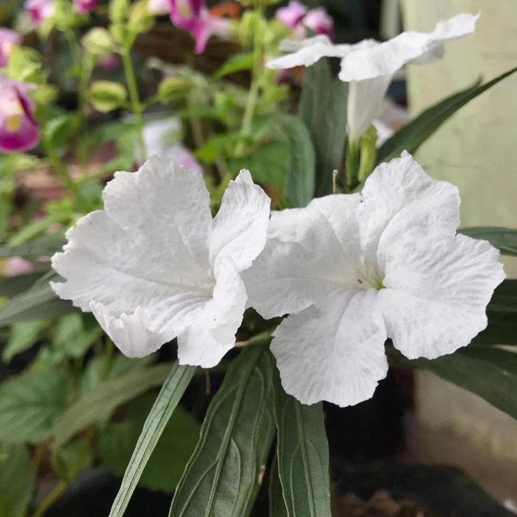 White Mexican Petunia Seeds – Drought Tolerant