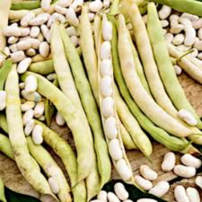 White Mogette Bean Seeds