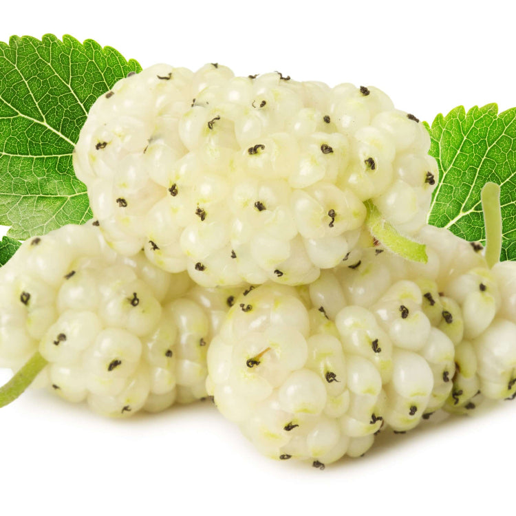 White Mulberry Seeds