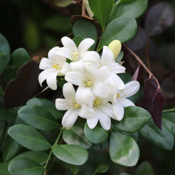 White Murraya Paniculata Seeds - Flower Plant