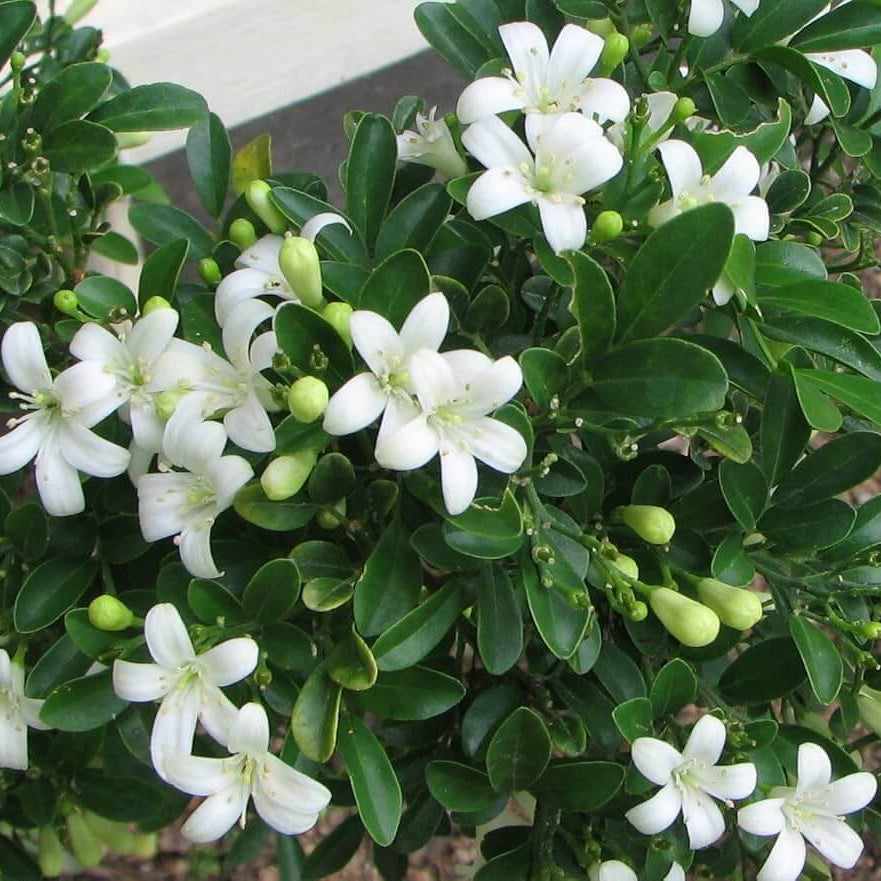 White Murraya Paniculata Seeds - Flower Plant