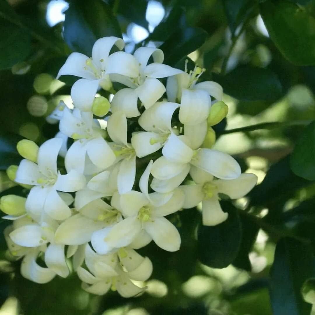 White Murraya Paniculata Seeds - Flower Plant