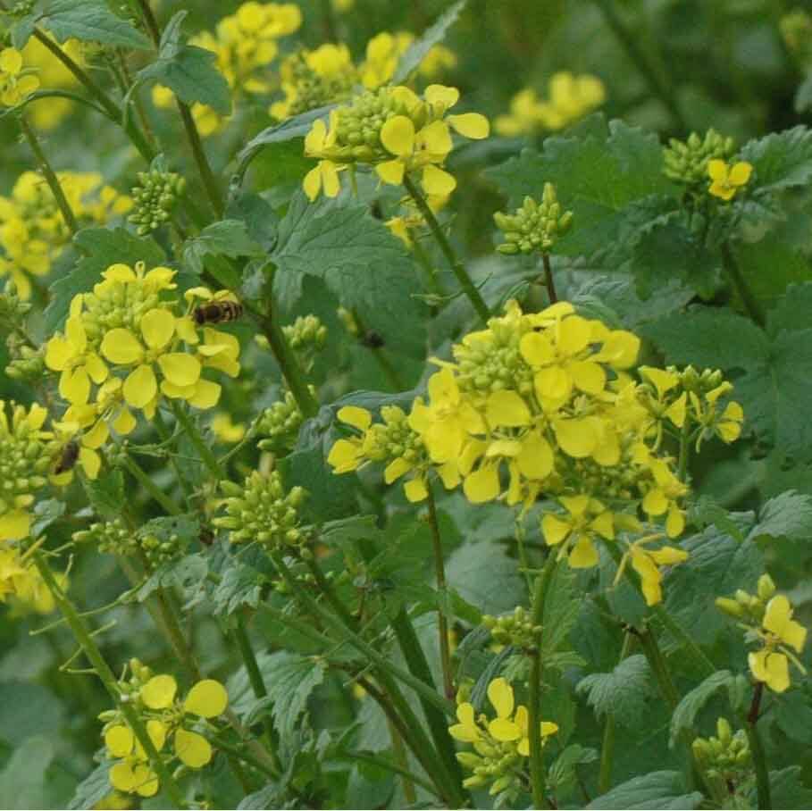White Mustard Seeds