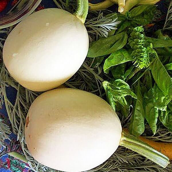 White Nest Egg Gourd Seeds