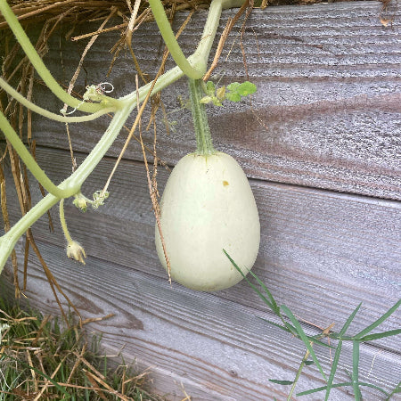 White Nest Egg Gourd Seeds