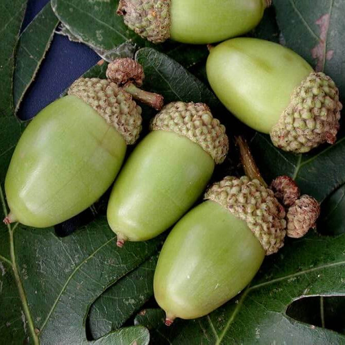 White Oak Tree Seeds - Flower Plant