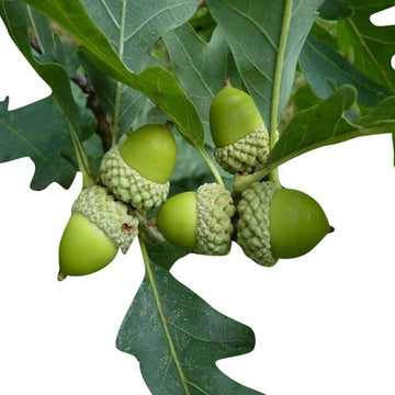 White Oak Tree Seeds - Flower Plant