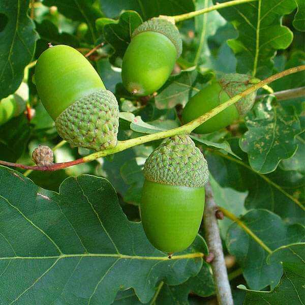 White Oak Tree Seeds - Flower Plant