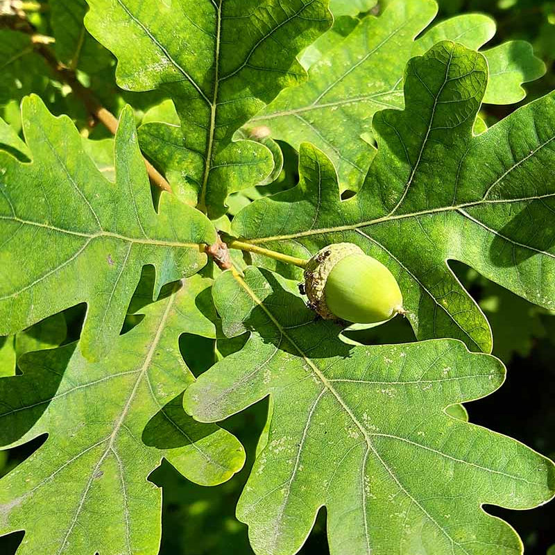 White Oak Tree Seeds - Flower Plant