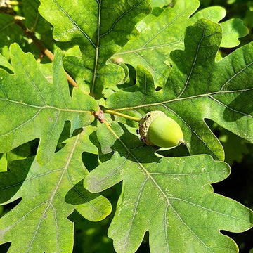 White Oak Tree Seeds - Flower Plant