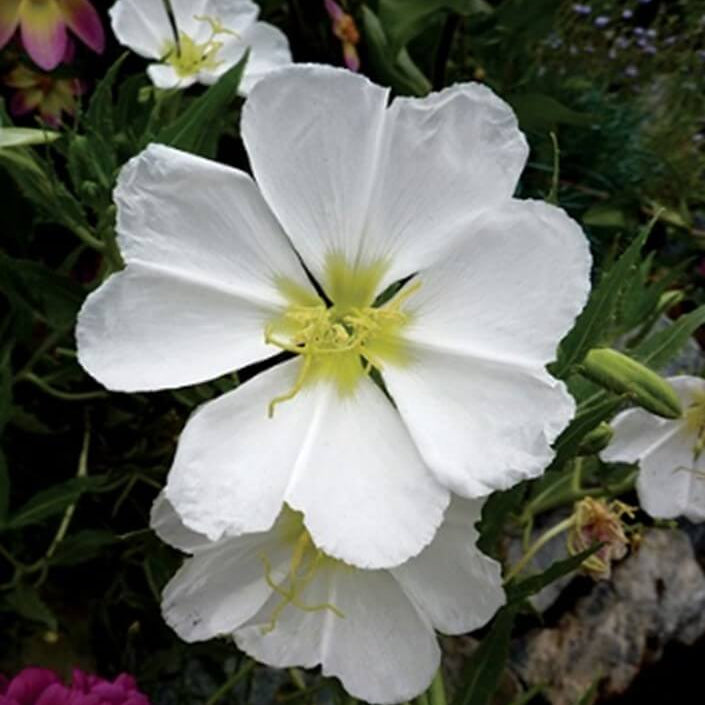 White Oenothera Seeds – Wildflower Mix