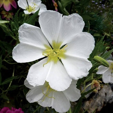 White Oenothera Seeds – Wildflower Mix