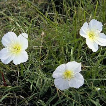 White Oenothera  – Wildflower Mix