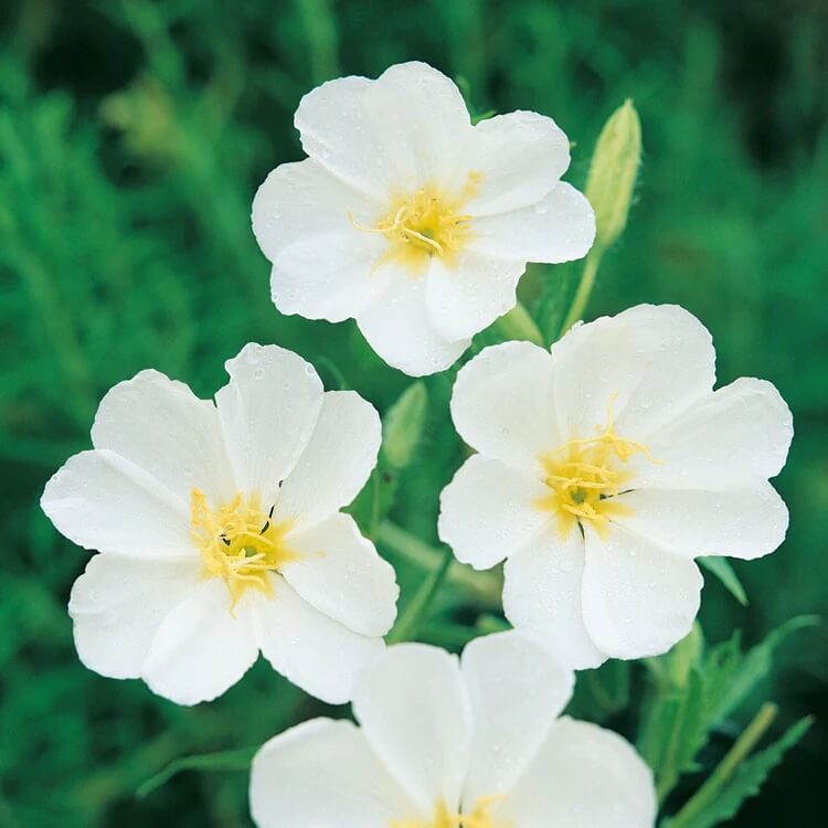 White Oenothera Seeds – Wildflower Mix