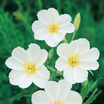 White Oenothera Seeds – Wildflower Mix