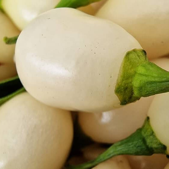 White Pepper Seeds 