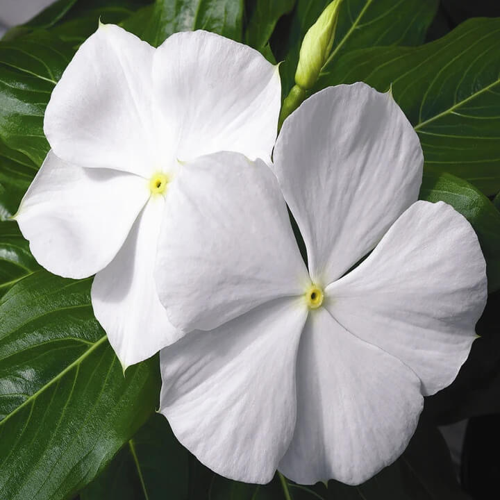 White Periwinkle Seeds - Flower Plant