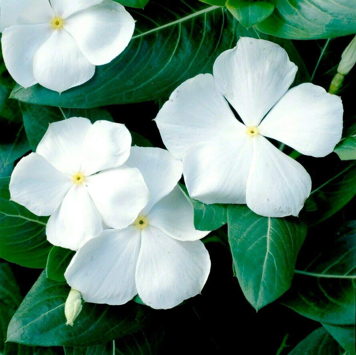 White Periwinkle Seeds - Flower Plant
