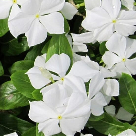 White Periwinkle Seeds - Flower Plant