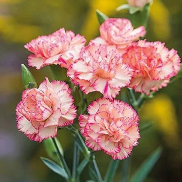 White Pink Carnation Seeds