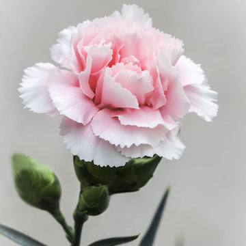 White Pink Carnation Seeds