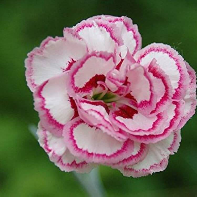 White Pink Carnation Seeds