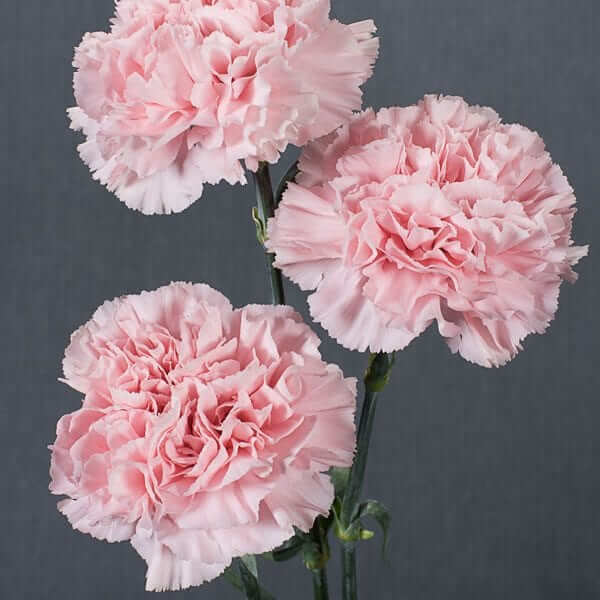 White Pink Carnation Seeds