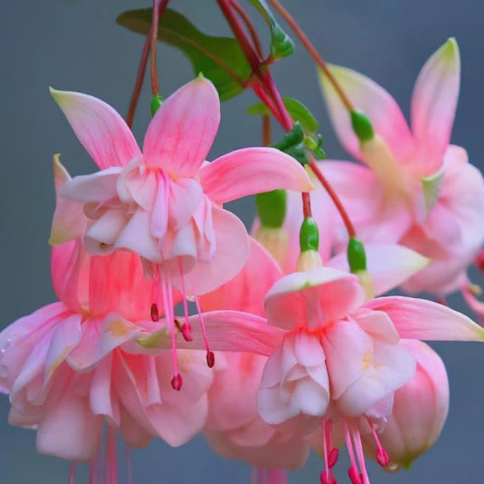 White Pink Double Petal Fuchsia Seeds