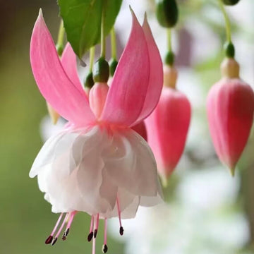 White Pink Double Petal Fuchsia Seeds