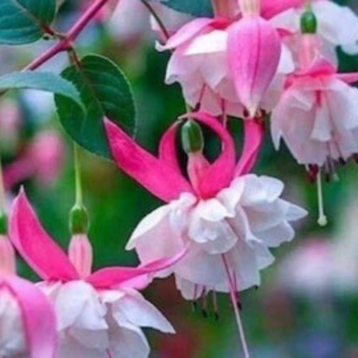 White Pink Double Petal Fuchsia Seeds