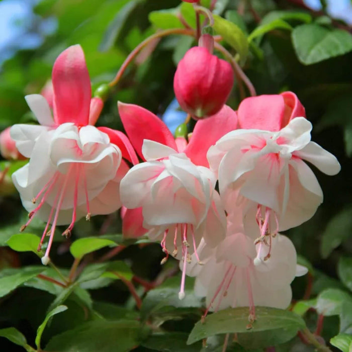 White Pink Double Petal Fuchsia Seeds